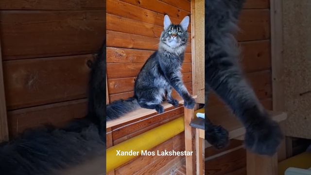 Xander Mos Lakshestar кот мейн кун 2 года 2 месяца. Производитель питомника Lakshestar