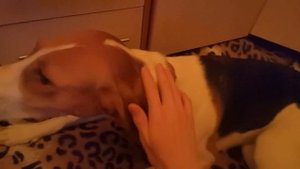 восьмой в мире обзор собака РПГ (российская пегая гончая) по имени мира