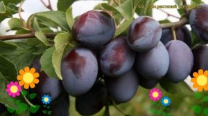 Слива домашняя Венгерка Воронежская. Краткий обзор, описание prunus Vengerka Voronezhskaia