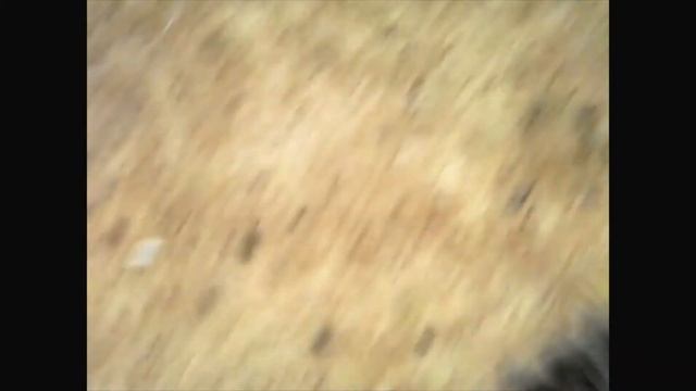 Isopods Eat Doritos смотреть онлайн