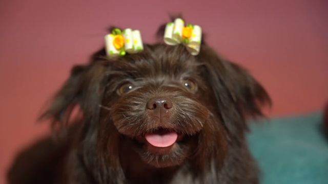 Choco Yorkshire terrier