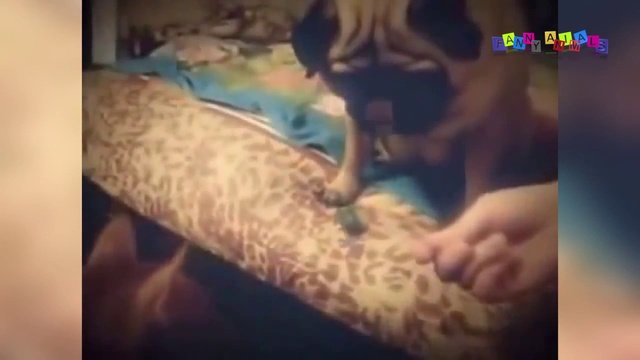 Смешные кошки. Приколы про кошек и котов. смотреть онлайн