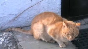 Повадки кошек
