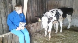 Рацион кормления бычков голштинской породы в 3,5 месяца!Пробиотики для крс!