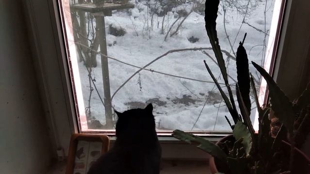 Орнитолог Буся. Наша кошка изучает птиц на кормушке. Судак. Зима в Крыму