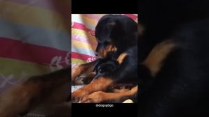 Funny Rottweilers compilation ??? Funniest dog breed ?