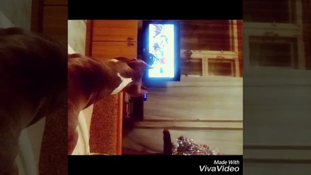 #amstaff #Staff #Pitbul СМОТРЕТЬ ВСЕМ! Стафф против Хаски! АСТ Американский стаффордширский терьер