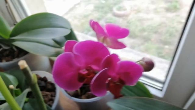 Омолаживаю (делю) фаленопсис. Результаты через 1,5 месяца смотреть онлайн