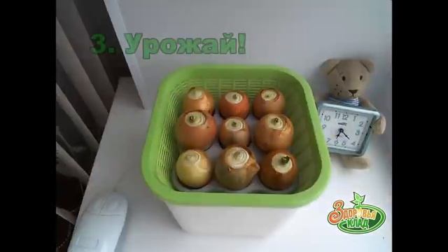 АэроСАД Здоровья КЛАД. Выгонка зеленого лука смотреть онлайн