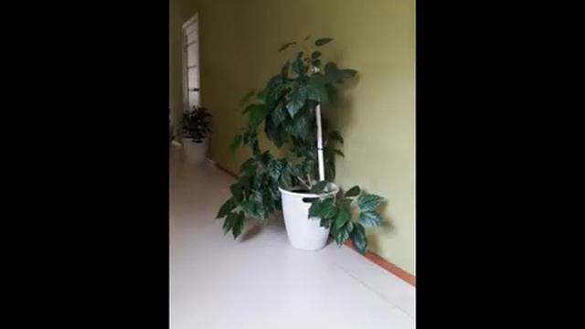 Ремонт сада 2017 смотреть онлайн