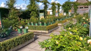 Розы в саду 2023. Прогулка и обзор питомника Дэвида Остина осенью. Обзор роз. Дэвид Остин.