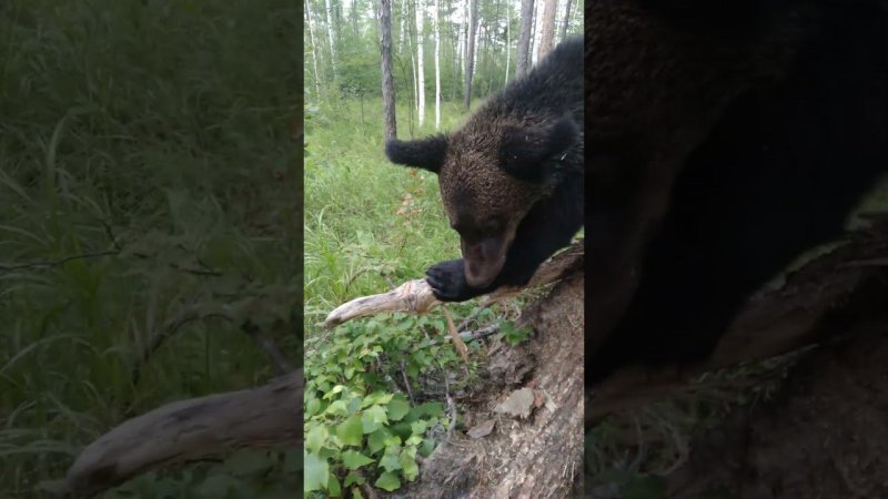 Необучаемые медведи. #bear