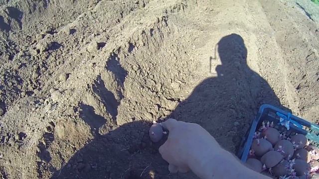 Вспашка картофельного поля смотреть онлайн