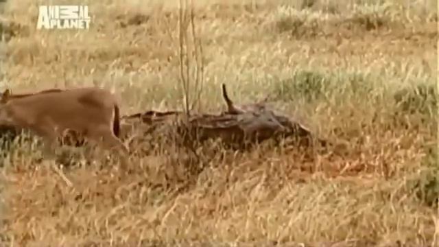 Необычная дружба животных смотреть онлайн