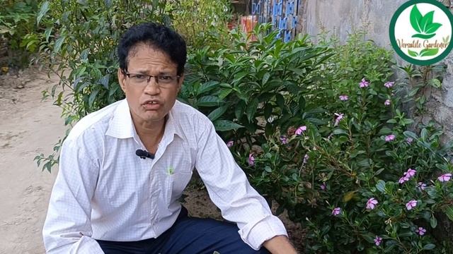 গোলাপে গাছ ভর্তি বড় সাইজের ফুল পেতে আজকেই এই কাজগুলি করুন ??নভেম্বর মাসে গোলাপ গাছের পরিচর্যা смотреть онлайн