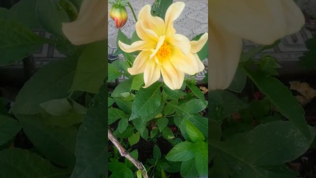 Поздравление! !! С днем молодежи! смотреть онлайн