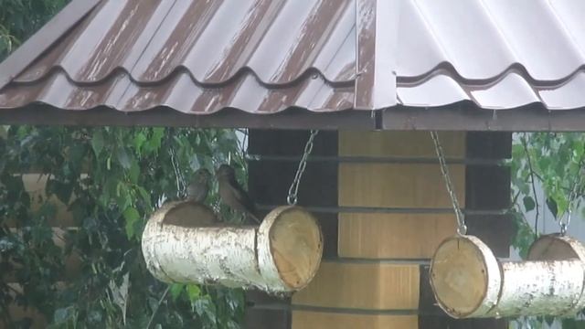 Дубонос кормит птенца в кормушке. смотреть онлайн