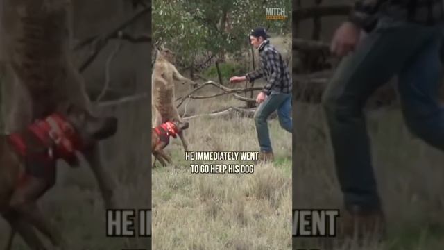 Man vs kangaroo ? #animals #kangaroo #shorts #crazy