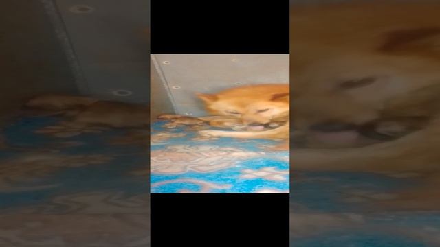 Карело - финская лайка и её щенки