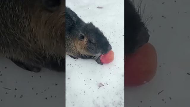 В гости пришла