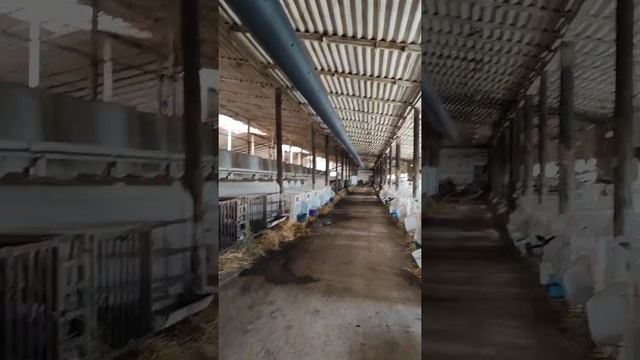 Рукавная система вентиляции в телятник ООО "Игенче" Дюртюлинский район ООО "БашАгроСервис" смотреть онлайн