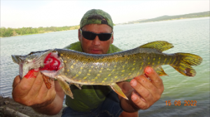 ЩУКА.СУДАК С БЕРЕГА НА ЖИВЦА.2022.....