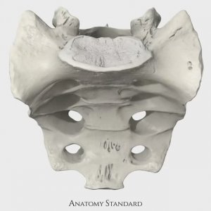 Крестец | Sacrum (S1–S5)