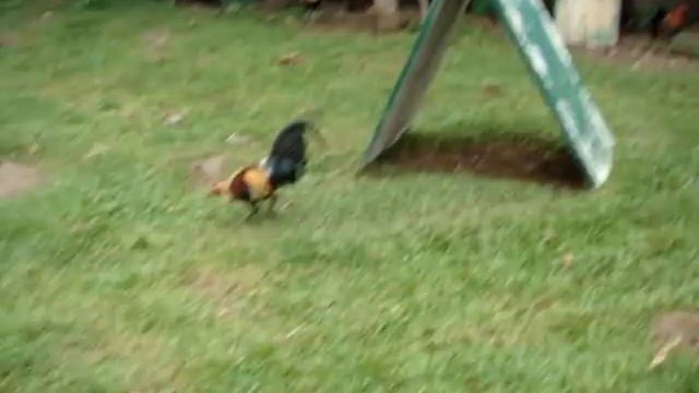 Blue Bird Game Farm смотреть онлайн