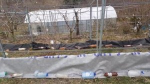 КАК НАДЕЖНО УКРЫТЬ ВИНОГРАД на ЗИМУ в ПОДМОСКОВЬЕ? ТопСад