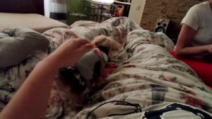 Целый день без света ( Йоркширский терьер в гневе?