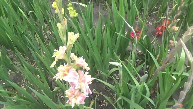 ГЛАДИОЛУСЫ - ЦВЕТЕНИЕ ГИБРИДНЫХ СЕЯНЦЕВ (20.08.18г) смотреть онлайн