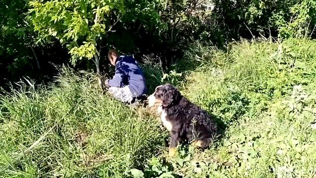 Бернский зенненхунд и телята смотреть онлайн