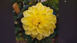 Георгина Glory of Heemstede. Черенкую георгины.