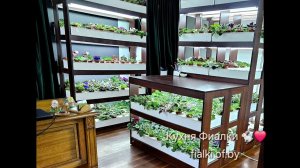 Коллекция Кухня Фиалки