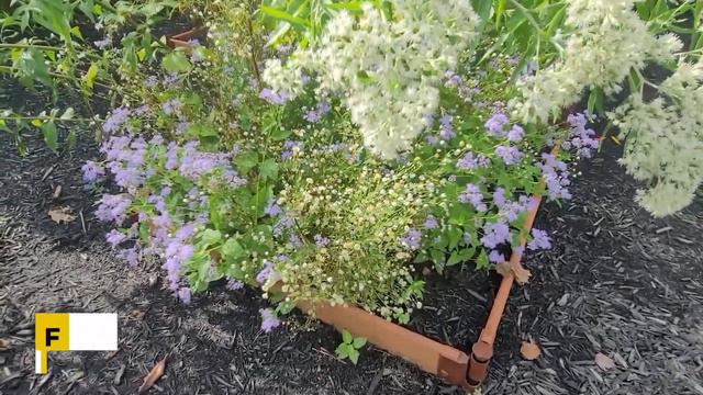 Amazing Fall Garden with Heather Andrews смотреть онлайн