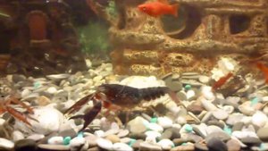 Красный Флоридский рак