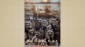 Cмешные ЕНОТЫ #12 / Приколы с ЕНОТАМИ 2021 / Funny Raccoons