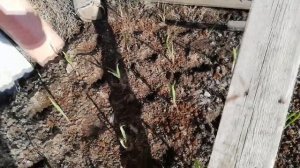 Сажаем редис в озимый чеснок