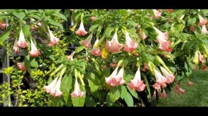 Angel's Trumpet Blooming Flowers | April 2022