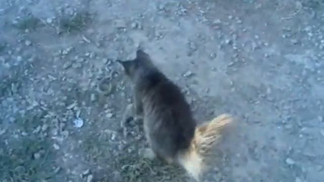 Кошка против змея.Cat against the snake смотреть онлайн