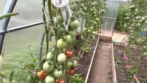 Томаты. Нюансы по выращиванию томатов в сезоне 2022.