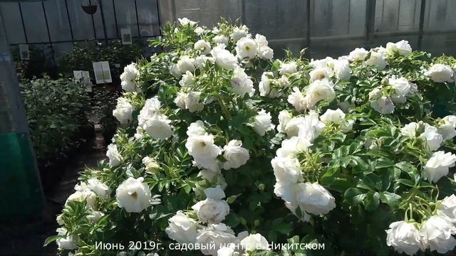 Обзор розы Ритаусма (Парковая) - Ritausma (Rieksta СССР, 1963) смотреть онлайн