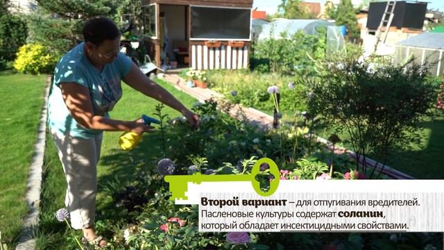 ВРЕДИТЕЛЕЙ НЕ БУДЕТ, ЕСЛИ ПОЛЬЕТЕ ЭТИМ ОТВАРОМ РЕЦЕПТ смотреть онлайн