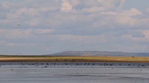 Бакланы уничтожают Забайкалье.
