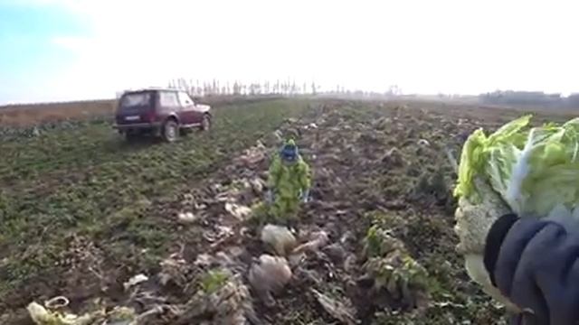 Собираем урожай капусты. Harvesting cabbage.