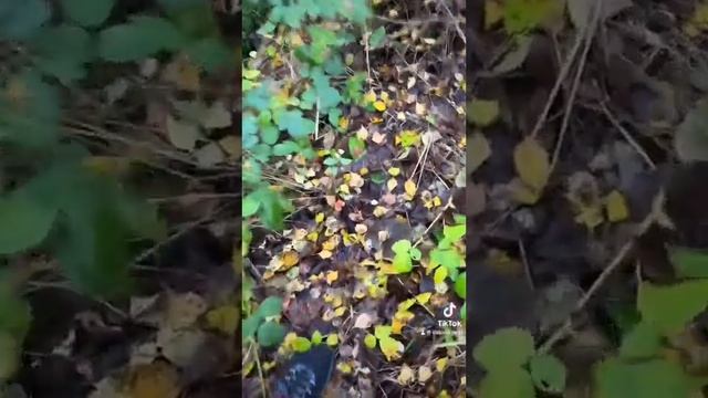 Черные грузди всюду ?. Не дают пройти, везде они смотреть онлайн