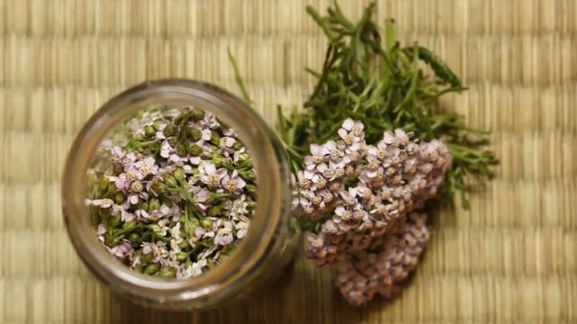 Бизнес по сбору лекарственных трав и растений смотреть онлайн