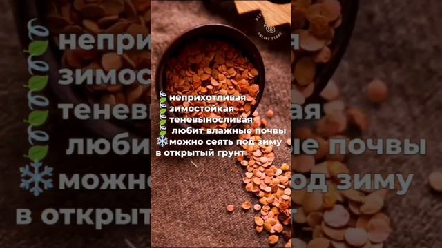 Калина Саржента - медонос с красивыми цветами и ягодами