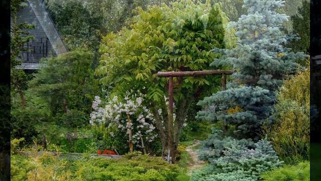 ХВОЙНЫЕ КОМПОЗИЦИИ В ЛАНДШАФТНОМ ДИЗАЙНЕ / coniferos compositions in the garden ?
