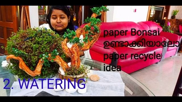 Callisia Repens Plant Caring And Tips/turtle Vine Propagation/coconut Shell Pot Ideas